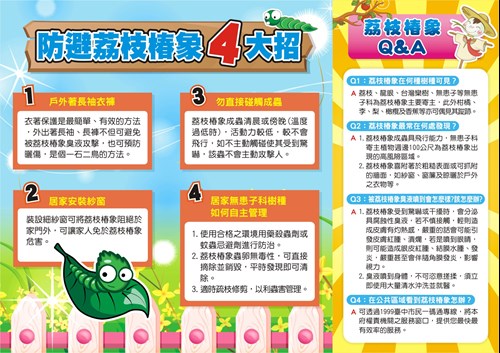 防避荔枝椿象4大招