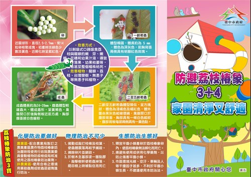 荔枝椿象宣導單張